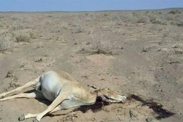 مرگ مشکوک ۳ گوزن زرد ایرانی در یزد