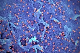 کرونا به عراق رسید