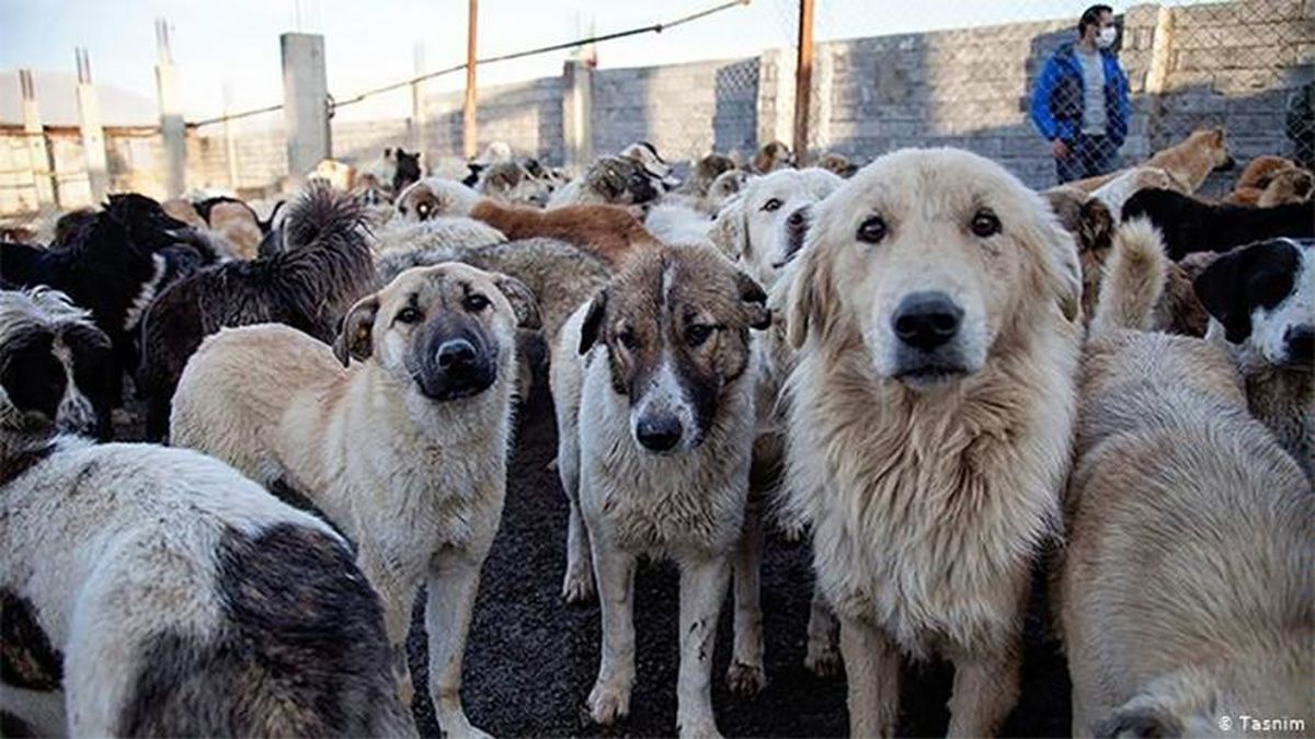 مممنوعیت تجارت و مصرف حیوانات وحشی در چین