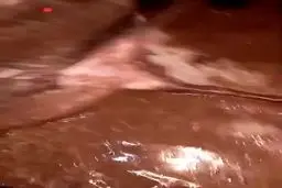 فیلم: تلف شدن دام‌ها بر اثر سیل لرستان