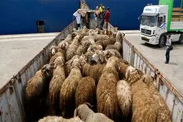 تاثیر کرونا بر بازار دام و فرآورده های لبنی