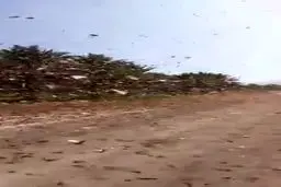 فیلم: ورود دوباره گله های بزرگ ملخ به جنوب ایران