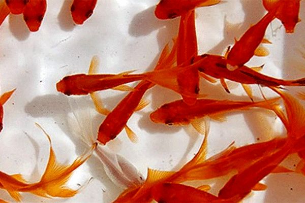 توصیه‌های دامپزشکی برای خرید ماهی قرمز
