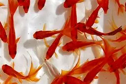 توصیه‌های دامپزشکی برای خرید ماهی قرمز