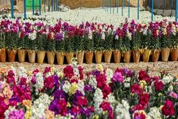 قیمت گل در ایام نوروز اعلام شد