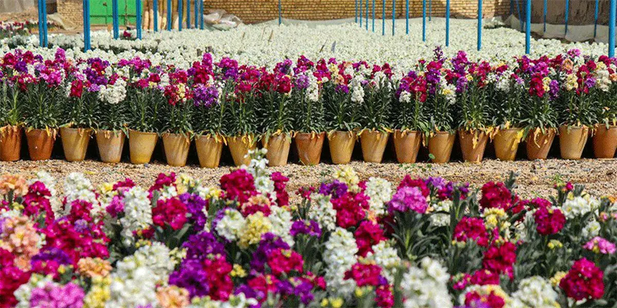 قیمت گل در ایام نوروز اعلام شد
