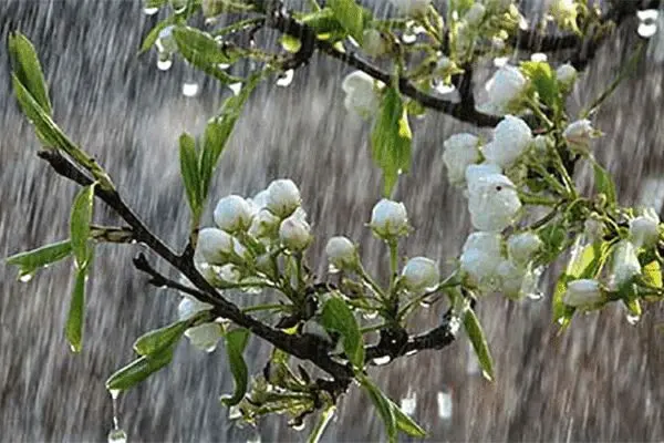 آغاز بارش برف بهاری در همدان