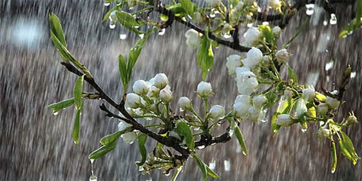 آغاز بارش برف بهاری در همدان