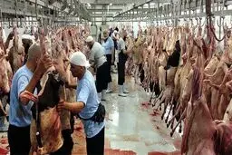 عکس: مردم نقده ۵۷ رأس گوسفند برای دفع کرونا قربانی کردند