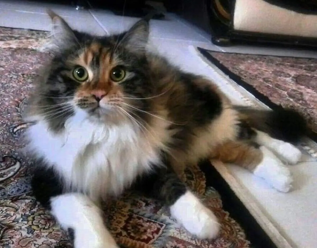 آمار نگران‌کننده درباره ابتلای گربه‌ها به کرونا