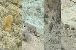 مشاهده پلنگ و گربه پالاس در فیروزکوه