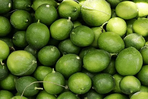 قیمت لیموترش ۲برابر شد