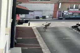 فیلم: پرسه گوزن‌ها در قرنطینه پاریس