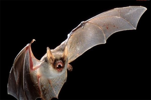 کشف ۶ کروناویروس جدید از بدن خفاش‌