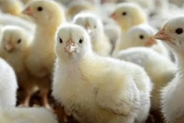 شدیدترین برخوردها در انتظار جوجه‌کُش‌ها
