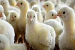 شدیدترین برخوردها در انتظار جوجه‌کُش‌ها