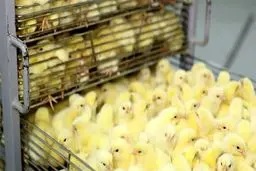 رئیس سازمان بازرسی: معدوم‌سازی جوجه‌ها غیرقانونی بود