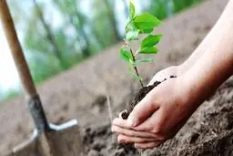 عکس: کاشت نهال به یاد قربانیان کرونا در گیلان