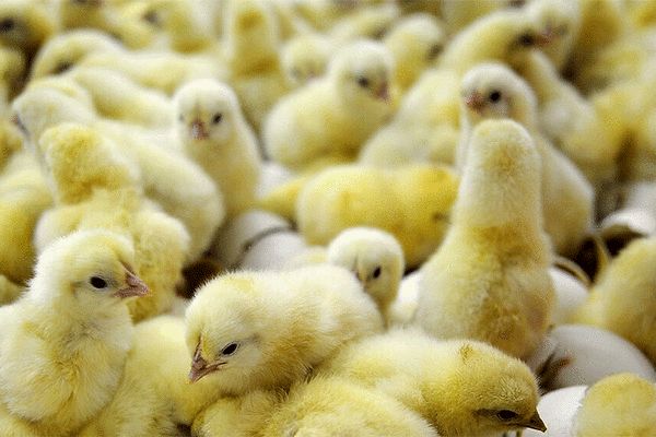 کنترل بازار مرغ با تسریع صادرات و کاهش جوجه‌ریزی
