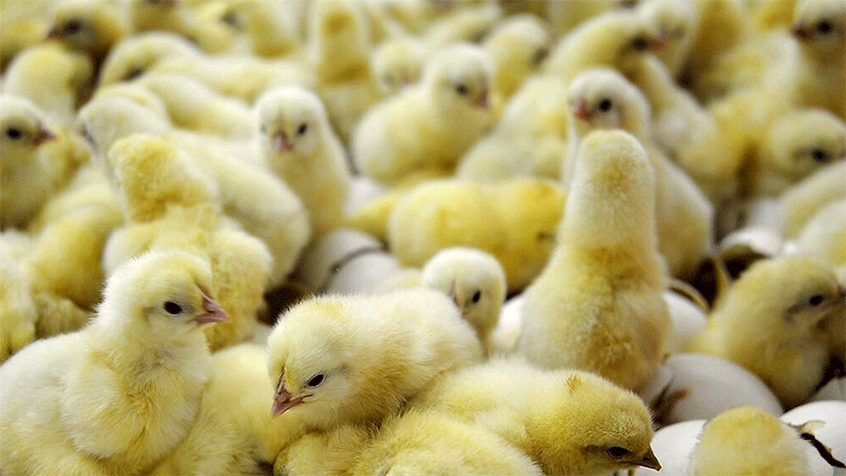 کنترل بازار مرغ با تسریع صادرات و کاهش جوجه‌ریزی