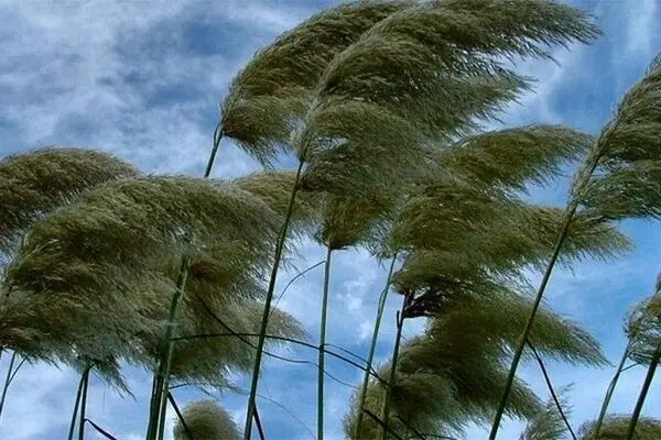 وزش باد شدید در ۱۲ استان