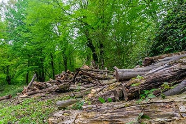 تصاویر: جنگل‌خواری در مازندران ادامه دارد