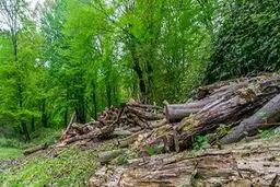 تصاویر: جنگل‌خواری در مازندران ادامه دارد