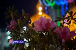 نریمانی با نماهنگ «قدم می‌زنم» به زیارت امام رضا (ع) رفت