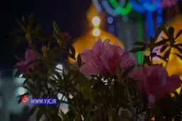 نریمانی با نماهنگ «قدم می‌زنم» به زیارت امام رضا (ع) رفت