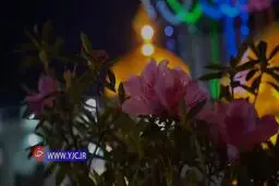 نریمانی با نماهنگ «قدم می‌زنم» به زیارت امام رضا (ع) رفت