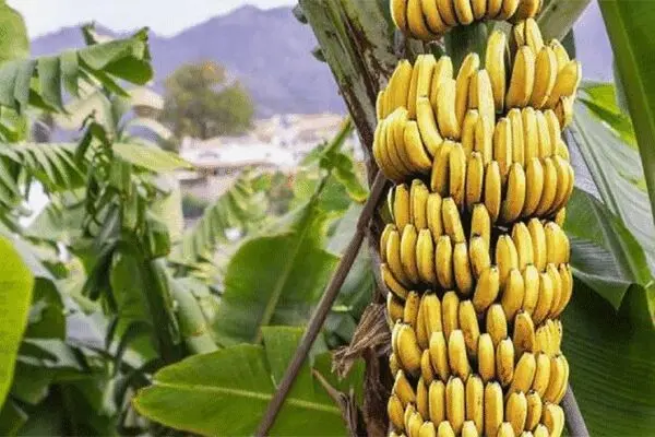 قیمت موز مرز ۲۰ هزارتومان را رد کرد