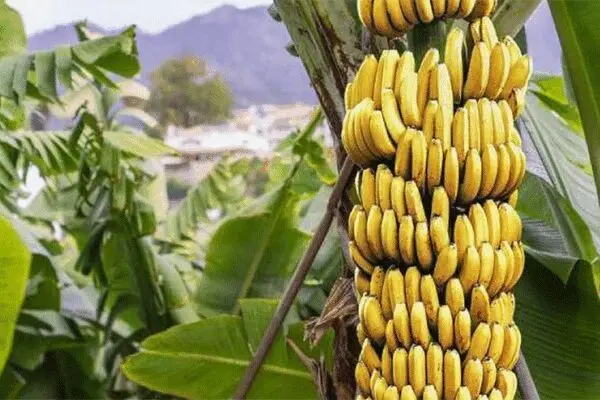 قیمت موز مرز ۲۰ هزارتومان را رد کرد