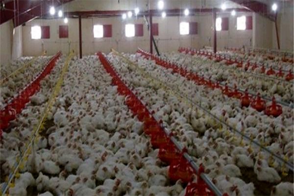 مصرف مرغ با وزن استاندارد باید نهادینه شود