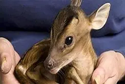 شکار در شمال ۵ سال ممنوع شد