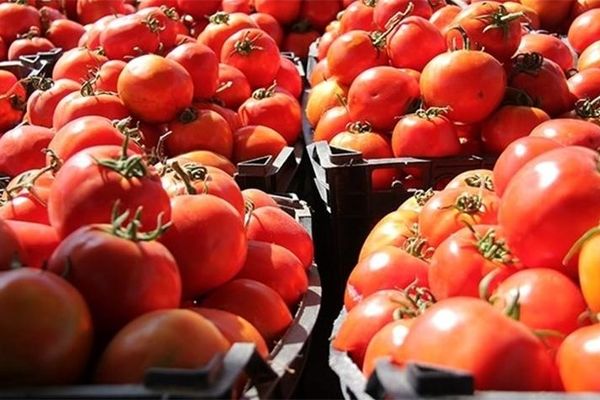آغاز خرید گوجه‌فرنگی از کشاورزان به صورت نامحدود
