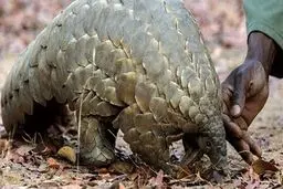 خفاش‌ها و پانگولین‌ها مدت‌ها میزبان کروناویروس بوده‌اند