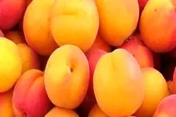 عکس: قیمت یک کیلو زردآلو مساوی یارانه یک نفر!