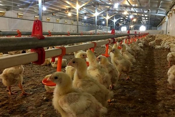 مرغداران: مرغ کیلویی ۱۵ هزار تومان نمی‌صرفد