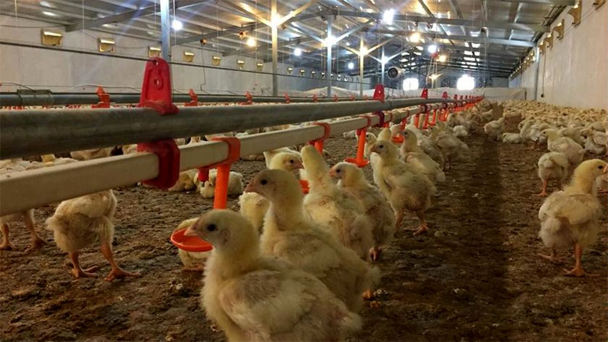مرغداران: مرغ کیلویی ۱۵ هزار تومان نمی‌صرفد