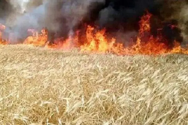 احراز عمدی بودن ۴ مورد از آتش سوزی‌های اخیر