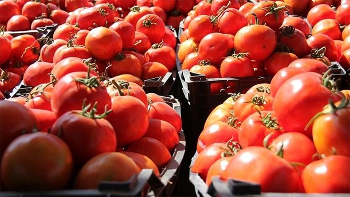 صادرات ۲۱۰ هزار تنی گوجه‌فرنگی طی ۲ ماه
