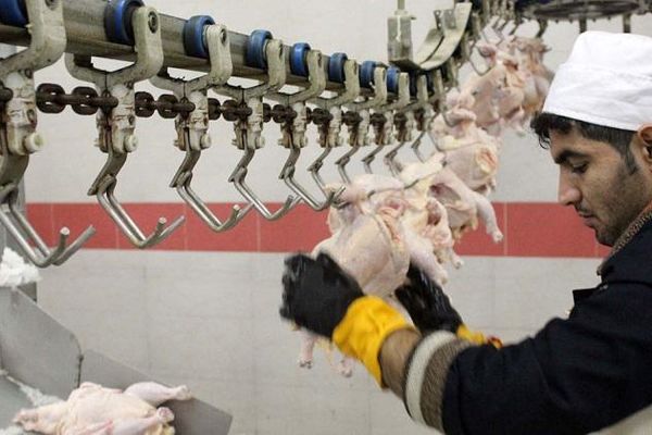 زمان توزیع مرغ با نرخ ۱۵هزار تومان اعلام شد