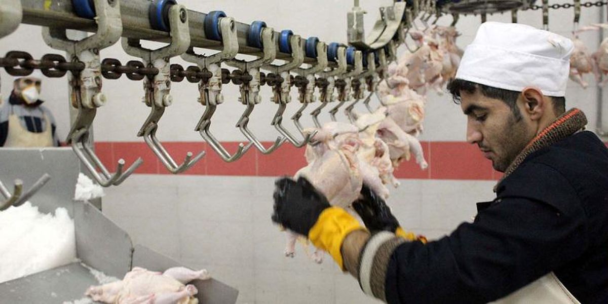 زمان توزیع مرغ با نرخ ۱۵هزار تومان اعلام شد