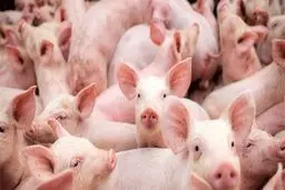 دومین بیماری خطرناک جهان شناسایی شد