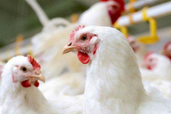 عرضه گسترده گوشت مرغ در کشور آغاز شد