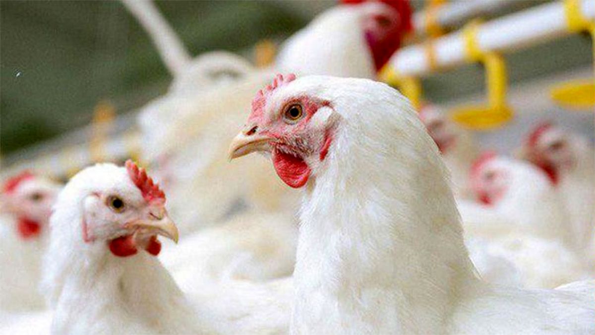 عرضه گسترده گوشت مرغ در کشور آغاز شد