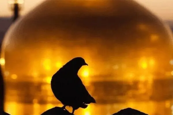 حیات علمی و اخلاقی امام رضا (ع) در یک نگاه
