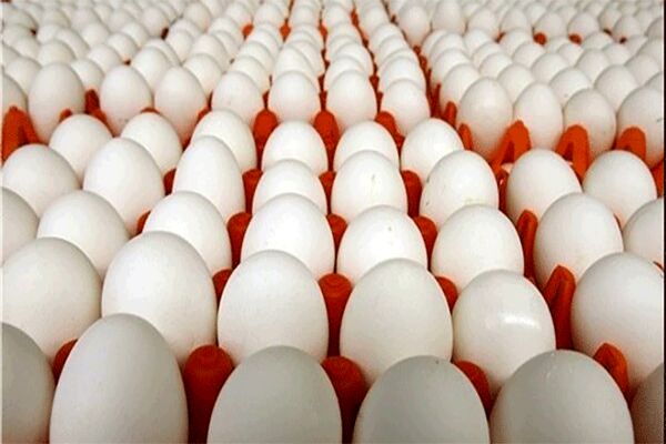 تمام مجوزهای صادرات تخم‌مرغ از ۱۴ تیر لغو شد