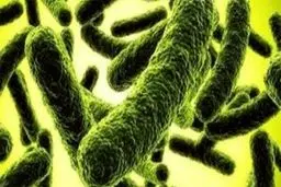 مشاهده طاعون در چین!