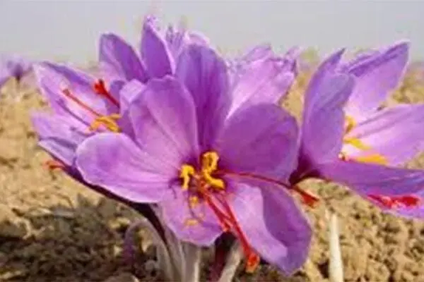 طلای سرخ گران شد